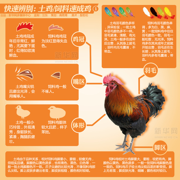 新華漫畫:如何分辨土雞VS速成雞