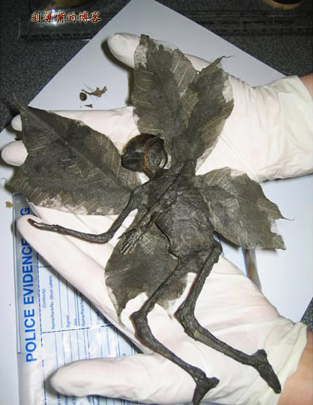 臺灣外星人疑造假 圖揭歷年神秘生物騙局