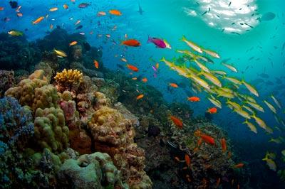 《大堡礁》：走近奇妙的“珊瑚城堡”