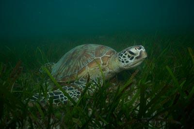 《大堡礁》：走近奇妙的“珊瑚城堡”