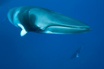 《大堡礁》：走近奇妙的“珊瑚城堡”