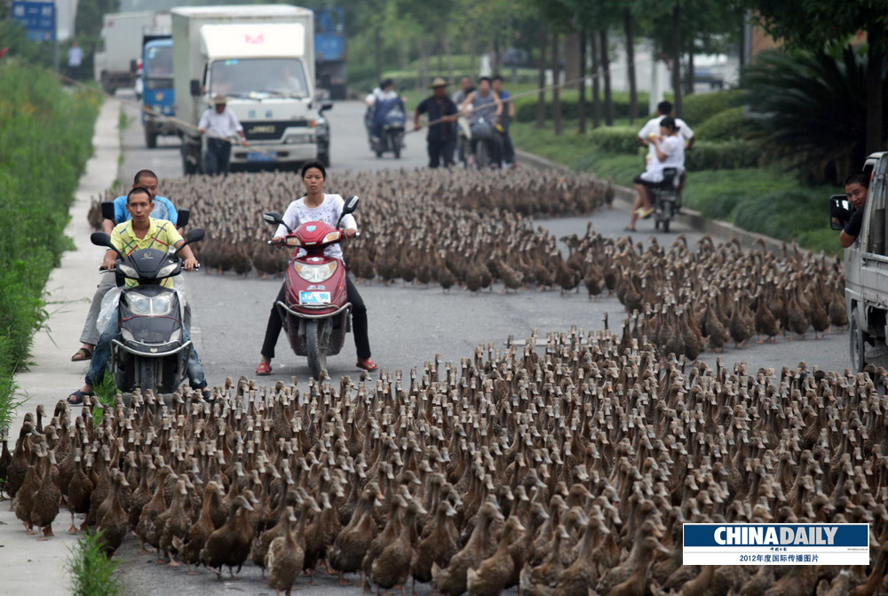 中國日報(bào)2012年度國際傳播圖片精選