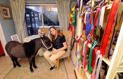 小馬被寵壞 與主人同住室內(nèi)、愛看電視(組圖)