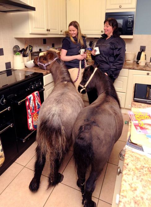 小馬被寵壞 與主人同住室內(nèi)、愛看電視(組圖)