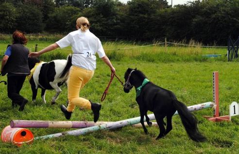 小馬被寵壞 與主人同住室內、愛看電視(組圖)