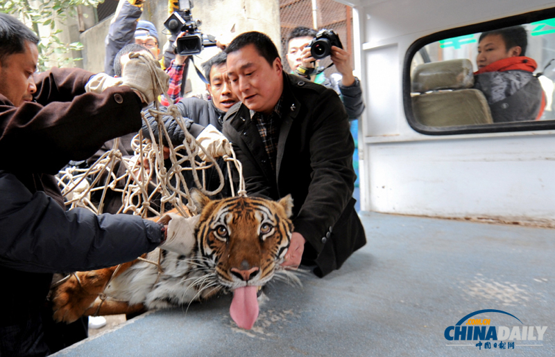 成都動(dòng)物園猛獸搬家 麻醉后吐舌“賣萌”