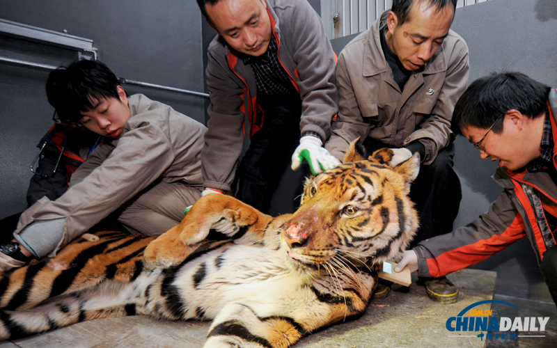成都動(dòng)物園猛獸搬家 麻醉后吐舌“賣萌”