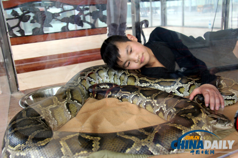 廣東佛山少年與大蟒蛇“同居” 引來眾多體驗(yàn)者
