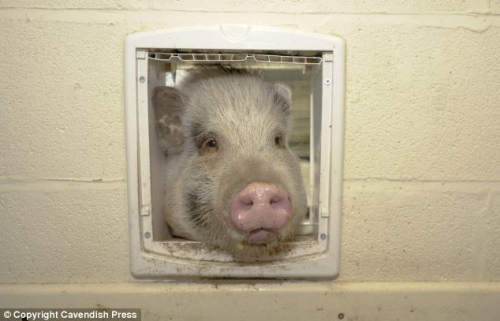 英國小豬出現“身份危機” 自認為是狗(組圖)