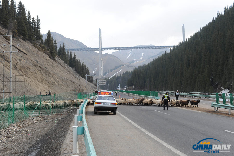 新疆：羊群轉場高速公路成“牧道”