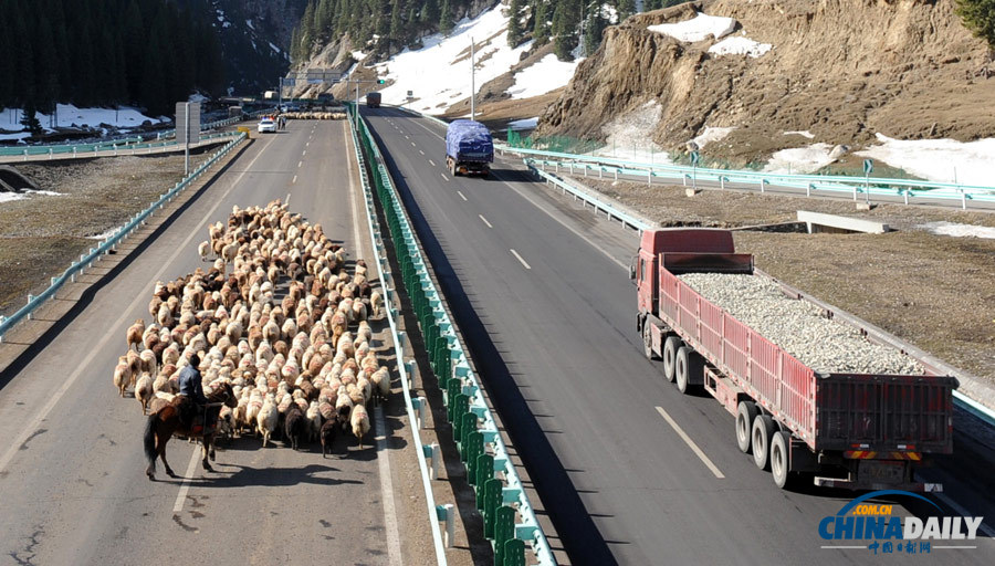 新疆：羊群轉(zhuǎn)場高速公路成“牧道”