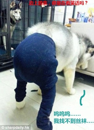 中國狗狗秀性感絲襪照引英媒關(guān)注