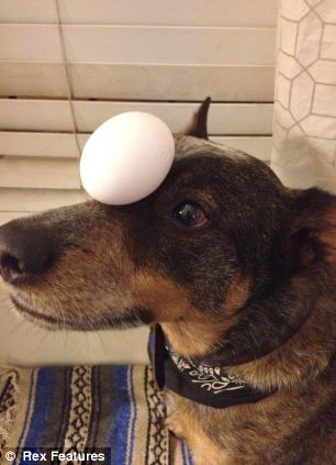 快到鼻子上來！超萌狗狗身懷絕技 鼻子啥都能頂