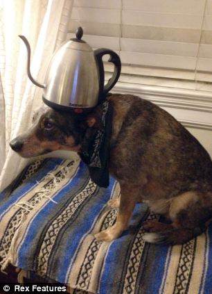 快到鼻子上來！超萌狗狗身懷絕技 鼻子啥都能頂