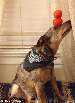 快到鼻子上來！超萌狗狗身懷絕技 鼻子啥都能頂