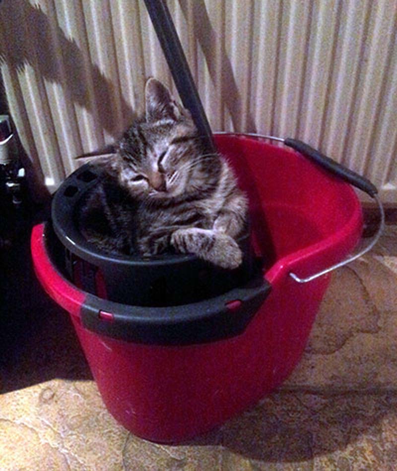 百變貓咪秀 萌呆了