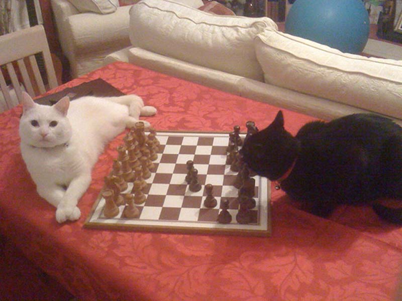 百變貓咪秀 萌呆了