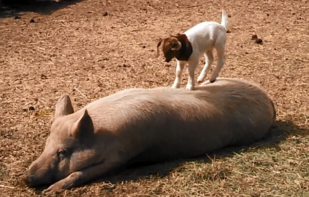 美農(nóng)場可愛羊羔躍上豬背令人捧腹(組圖)