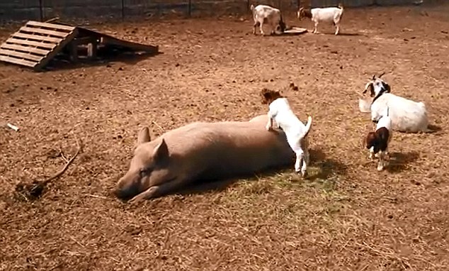 美農場可愛羊羔躍上豬背令人捧腹(組圖)