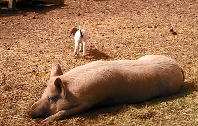 美農(nóng)場可愛羊羔躍上豬背令人捧腹(組圖)