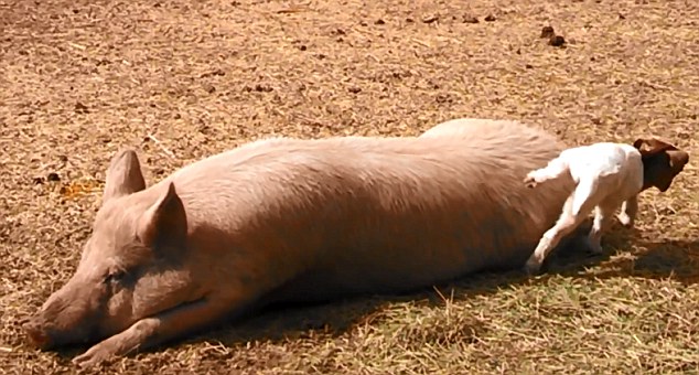 美農(nóng)場(chǎng)可愛(ài)羊羔躍上豬背令人捧腹(組圖)