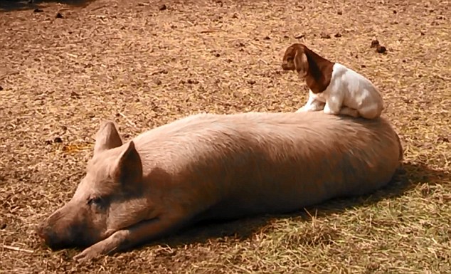 美農場可愛羊羔躍上豬背令人捧腹(組圖)