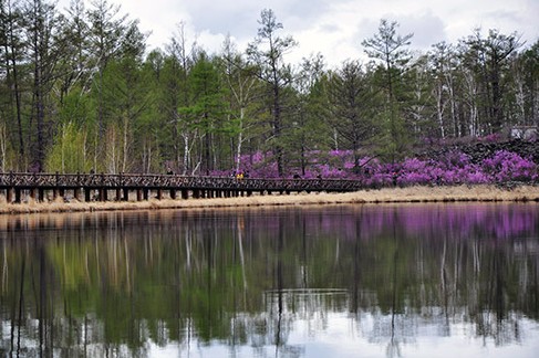 2013中國·內蒙古大興安嶺杜鵑節開幕