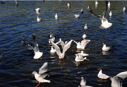 云南行：四季如春昆明語(yǔ) 春城無(wú)處不飛花