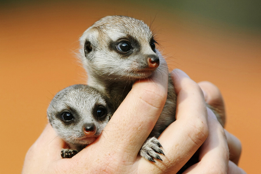 小動物幼稚園也過兒童節(jié) 超級萌物排排坐