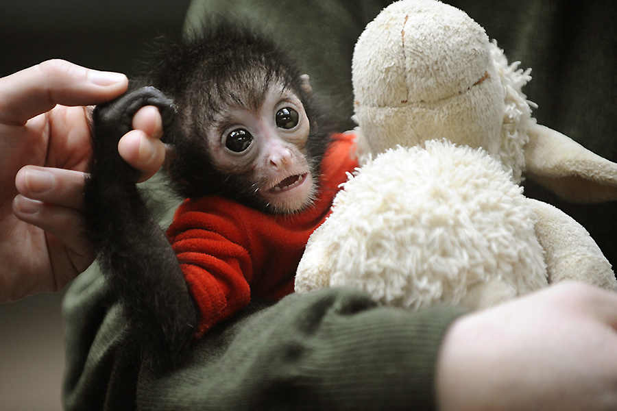 小動物幼稚園也過兒童節 超級萌物排排坐