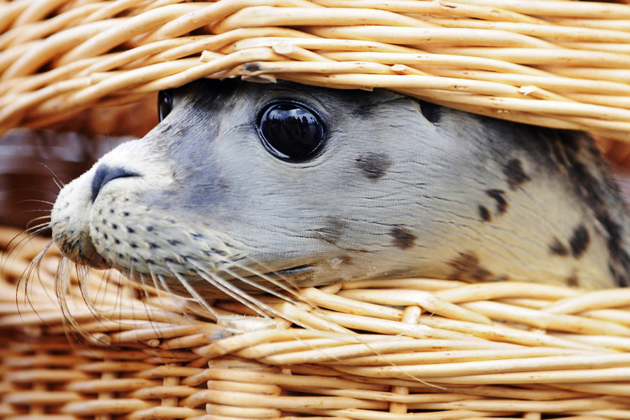 小動物幼稚園也過兒童節 超級萌物排排坐
