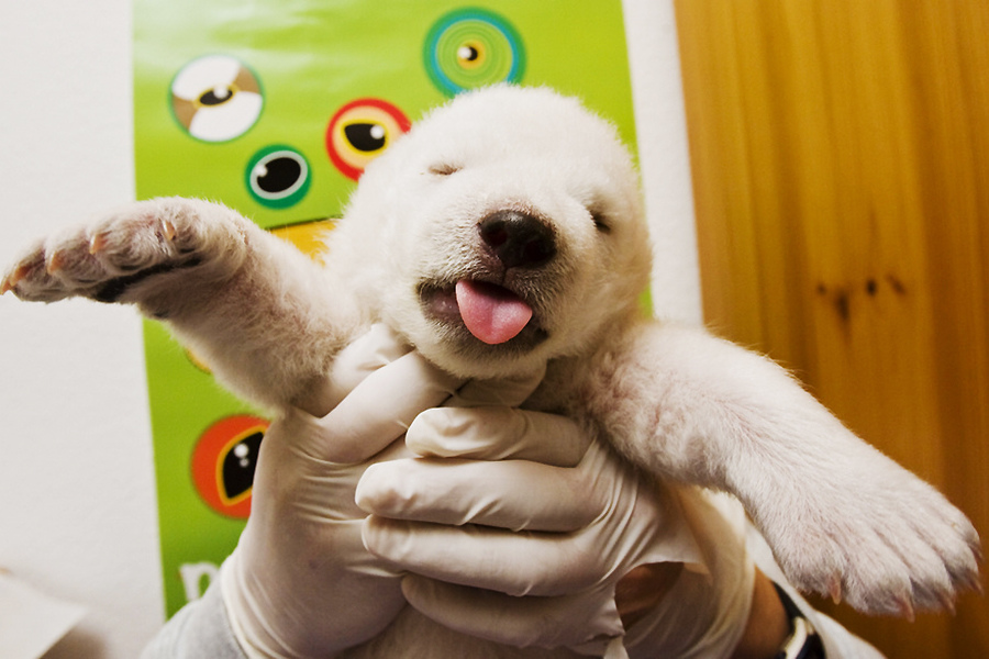 小動物幼稚園也過兒童節 超級萌物排排坐