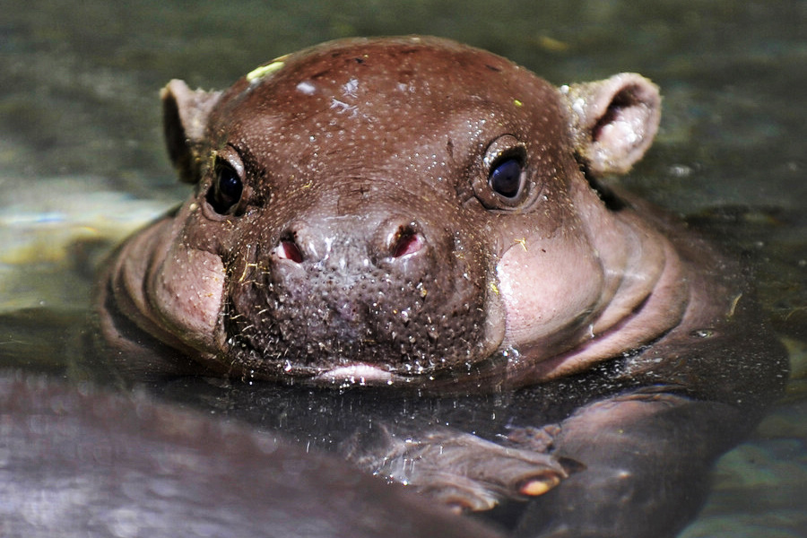 小動物幼稚園也過兒童節(jié) 超級萌物排排坐