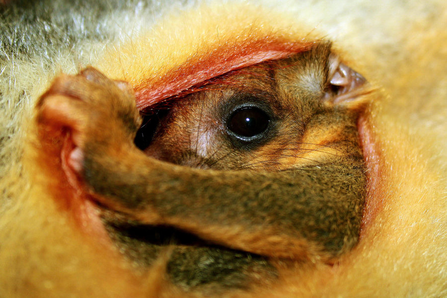 小動物幼稚園也過兒童節 超級萌物排排坐