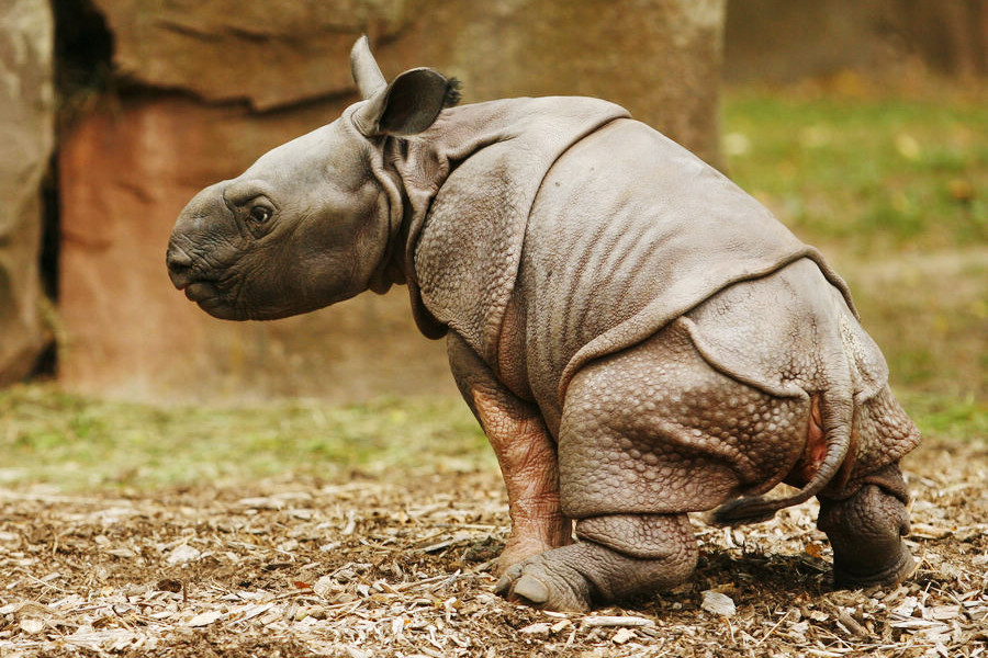 小動(dòng)物幼稚園也過兒童節(jié) 超級(jí)萌物排排坐