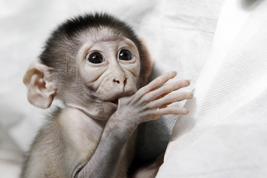 小動物幼稚園也過兒童節 超級萌物排排坐