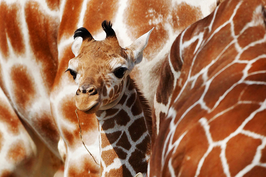 小動物幼稚園也過兒童節 超級萌物排排坐