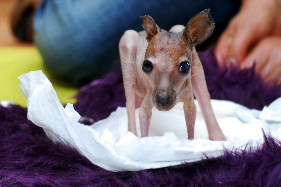 小動物幼稚園也過兒童節 超級萌物排排坐