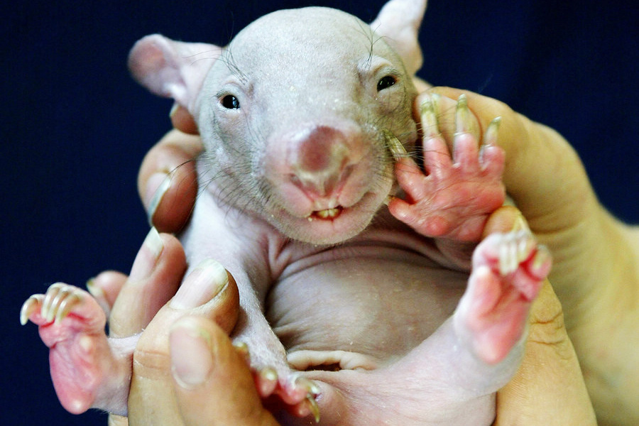 小動物幼稚園也過兒童節 超級萌物排排坐