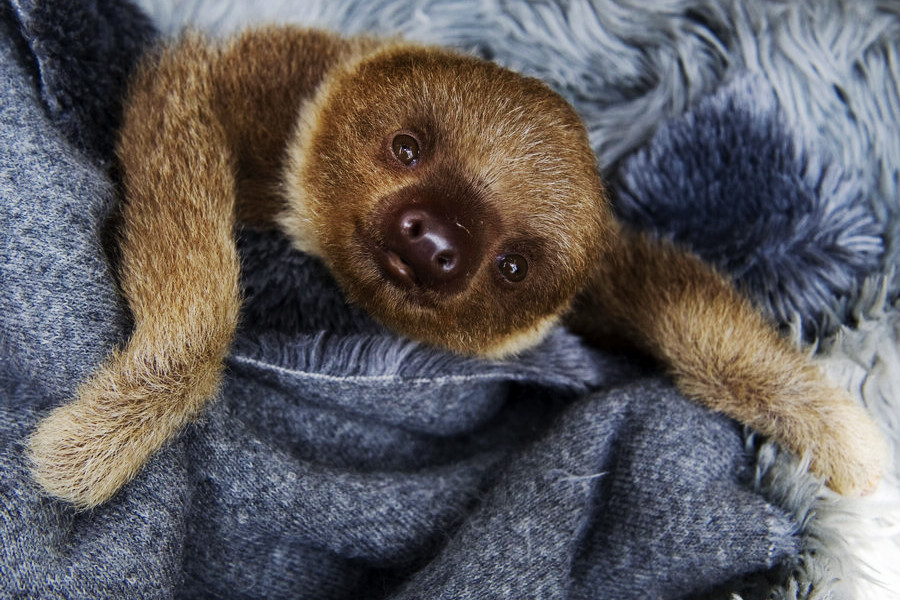 小動(dòng)物幼稚園也過兒童節(jié) 超級(jí)萌物排排坐