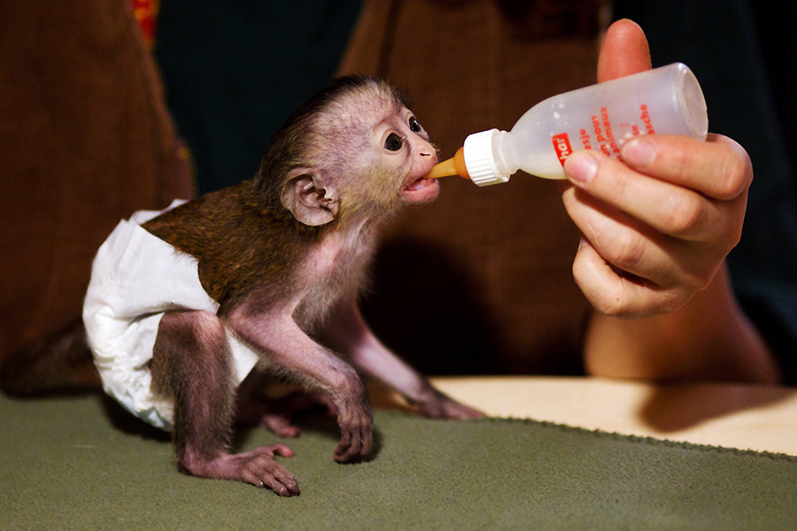 小動物幼稚園也過兒童節 超級萌物排排坐