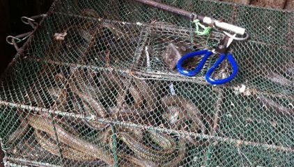 岳陽日均吃蛇2千斤遭圍觀 揭秘非法經營窩點（組圖）