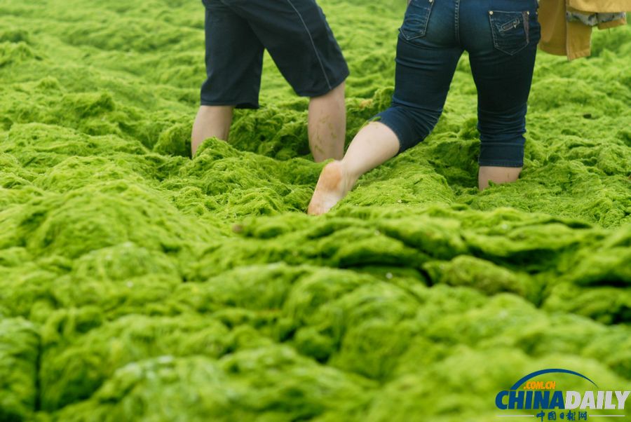 一起去青島看草原！滸苔入侵海水浴場沙灘變草原