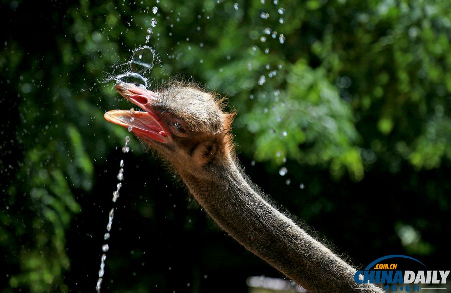 高溫天氣來襲 動(dòng)物防暑有高招