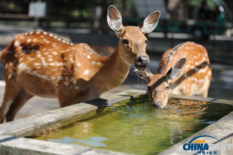高溫天氣來襲 動物防暑有高招