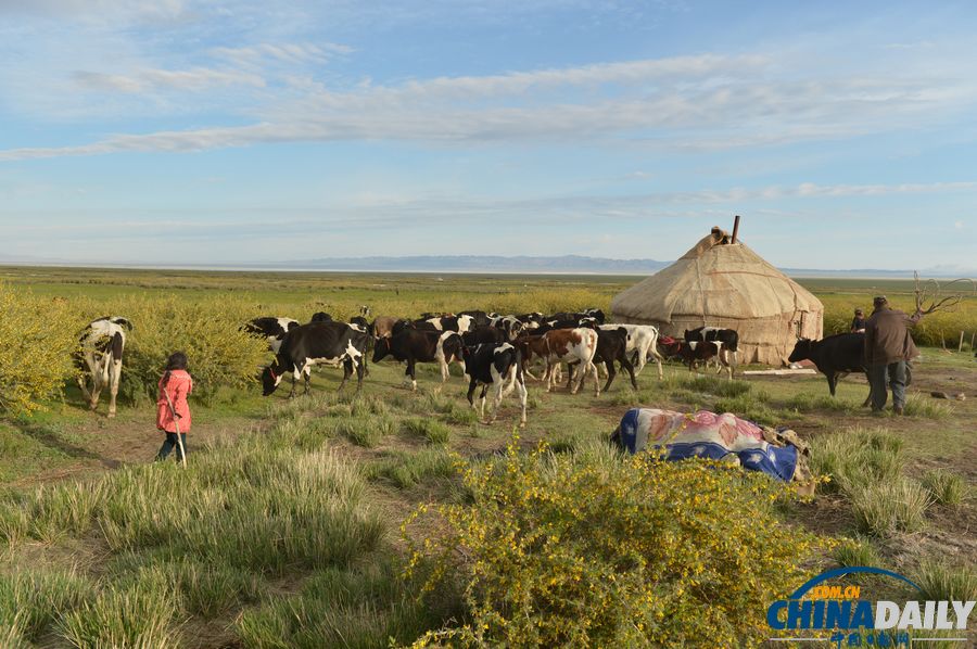 新疆巴里坤：草原牧羊人家盡顯游牧民俗