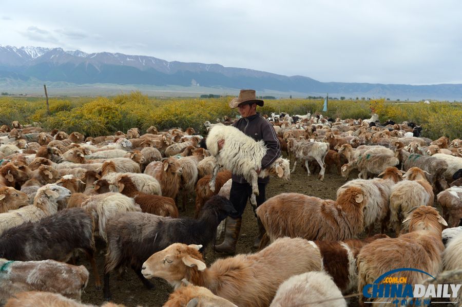 新疆巴里坤：草原牧羊人家盡顯游牧民俗