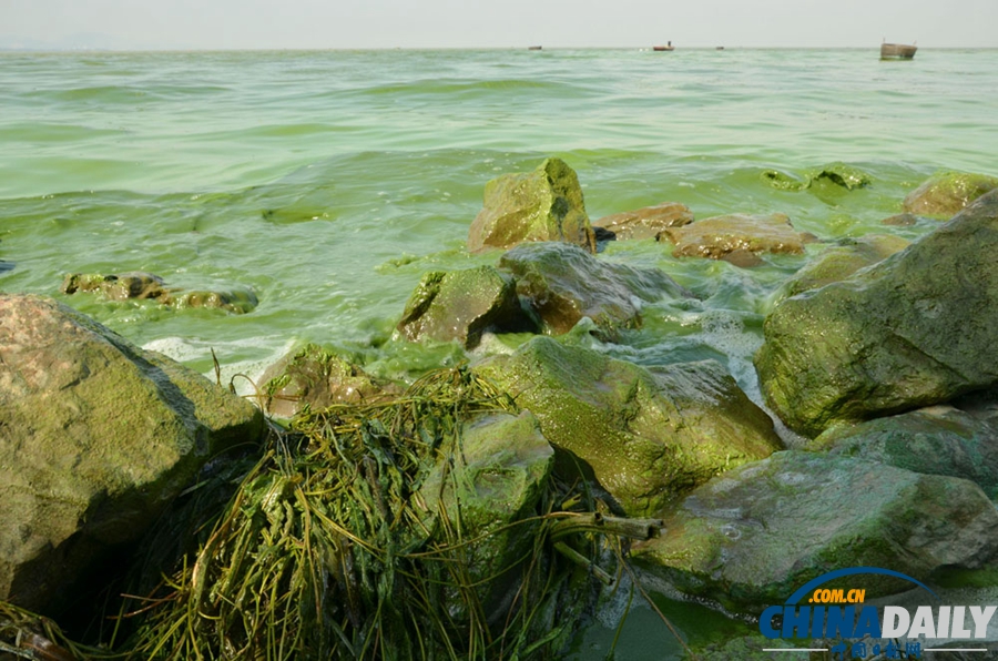 安徽巢湖東半湖藍藻大爆發(fā) 湖水粘稠幾成凍湖