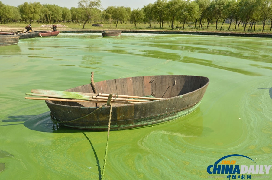 安徽巢湖東半湖藍藻大爆發 湖水粘稠幾成凍湖