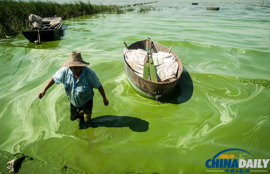 安徽巢湖東半湖藍藻大爆發 湖水粘稠幾成凍湖